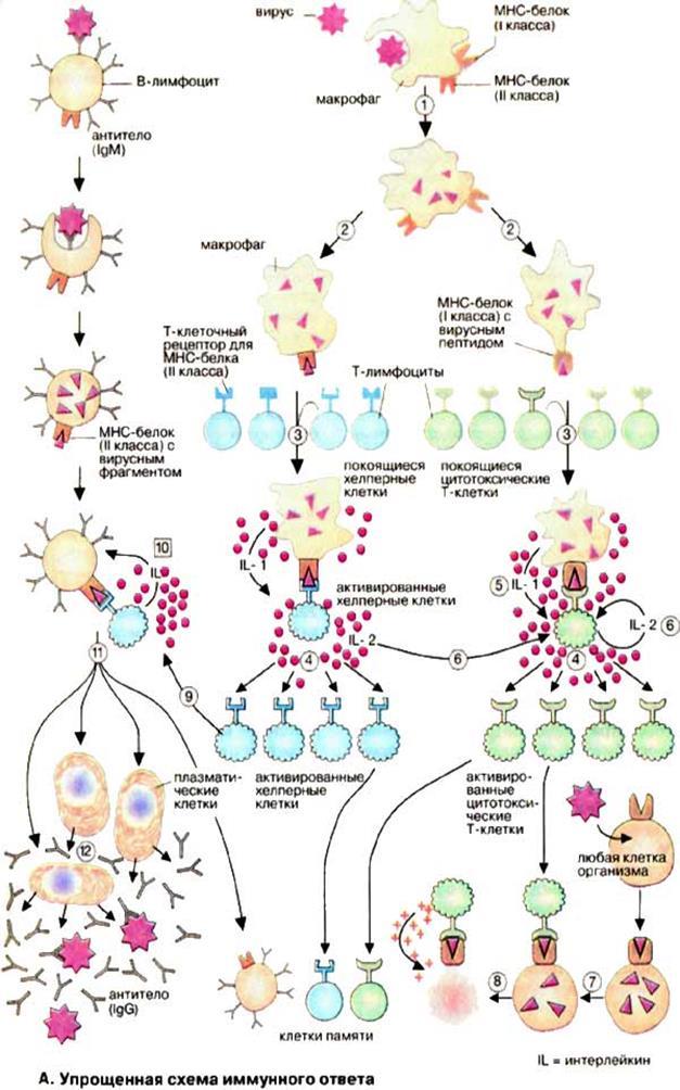 scheme of the immune system